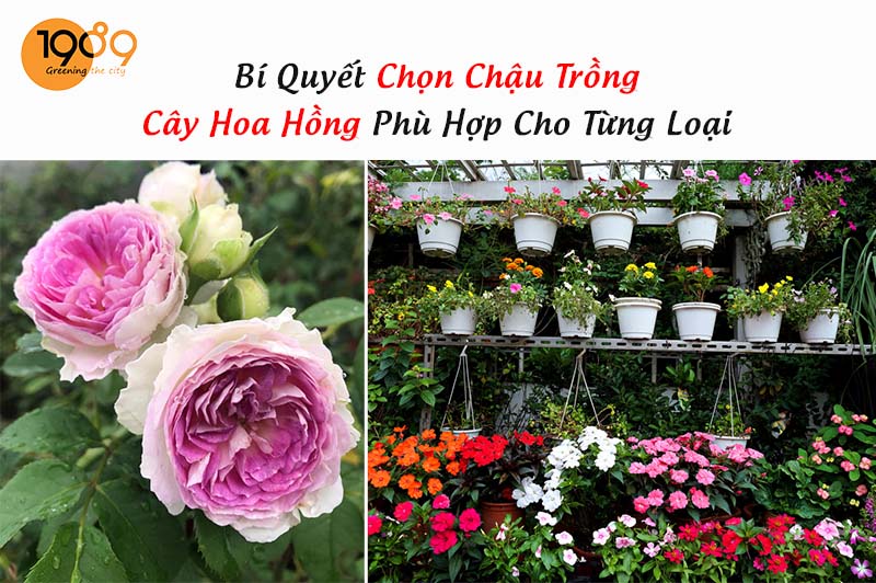Mua Chậu Trồng Hoa Hồng Đẹp