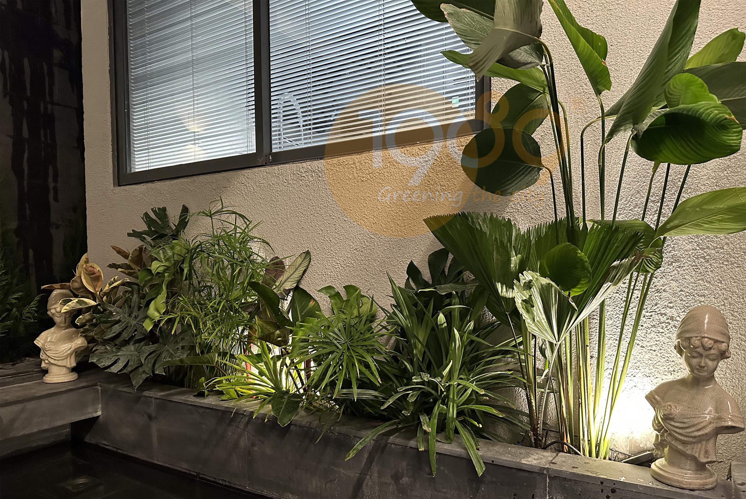 Cây để sàn cho nhà thiếu sáng: 12 lựa chọn xanh mát và bí quyết chăm sóc bất bại