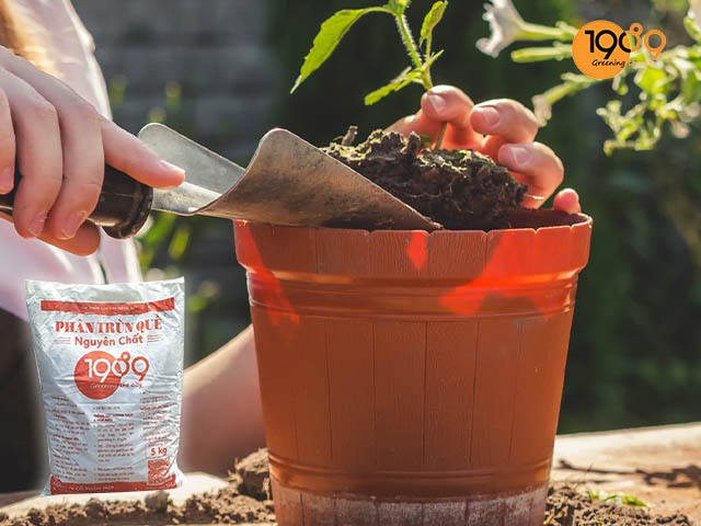 bón phân cho cây ăn trái đúng cách