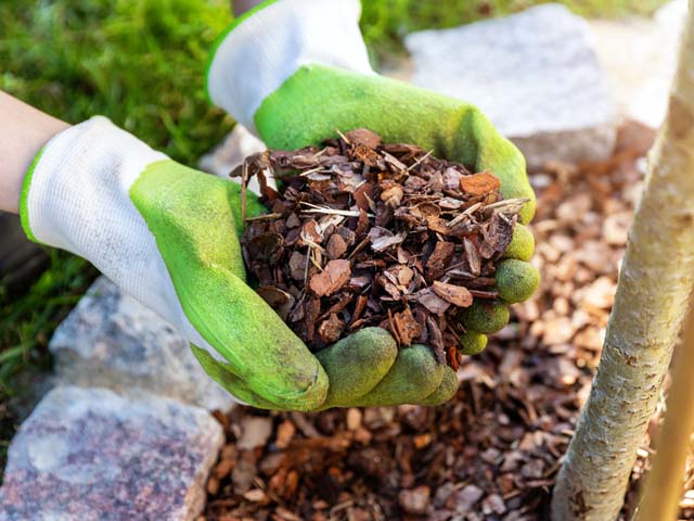 các bước xử lý vỏ thông vụn ngô