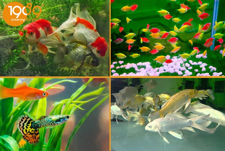 các loại cá dễ nuôi trong chạu đá mài