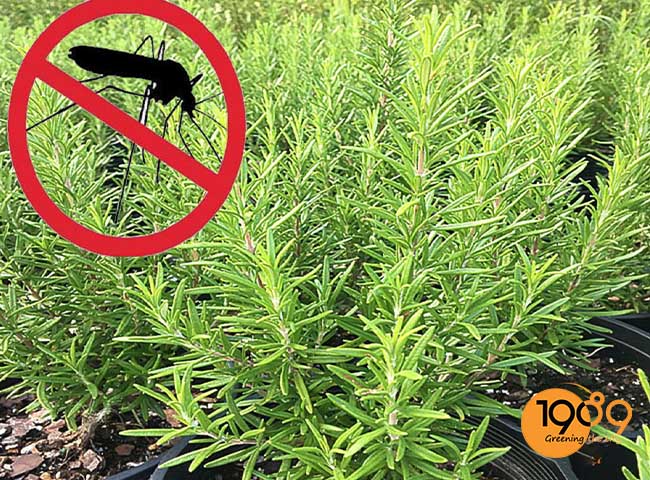 cac loai cay duoi muoi trong nha cay huong thao