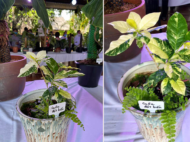 các loại kiểng lá 2