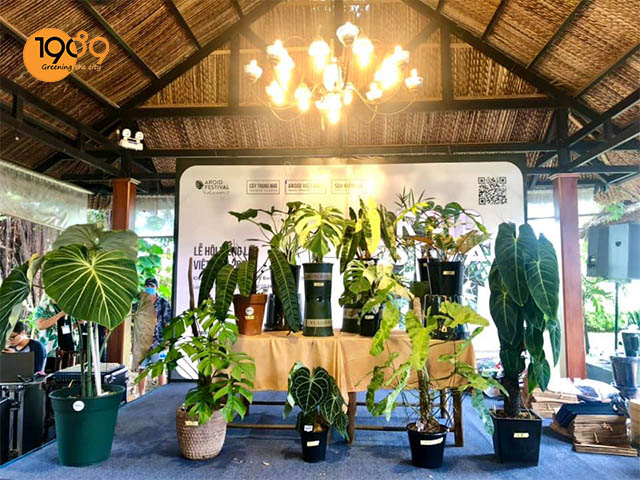 các loại kiểng lá