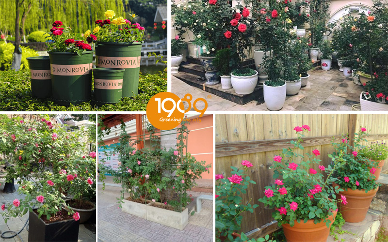 Mua Chậu Trồng Hoa Hồng Đẹp