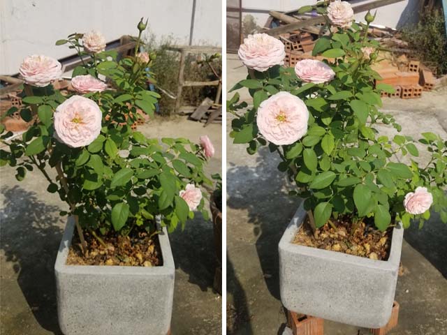 cách bón phân chăm sóc Hoa Hồng nở ra hoa đúng dịp tết âm lịch 2022