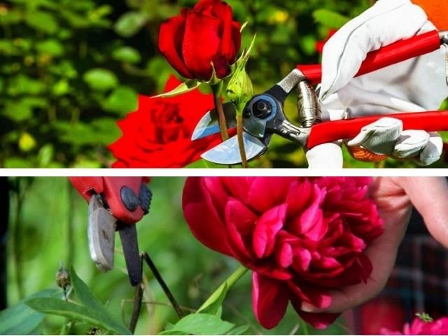 cách bón phân chăm sóc Hoa Hồng nở ra hoa đúng dịp tết âm