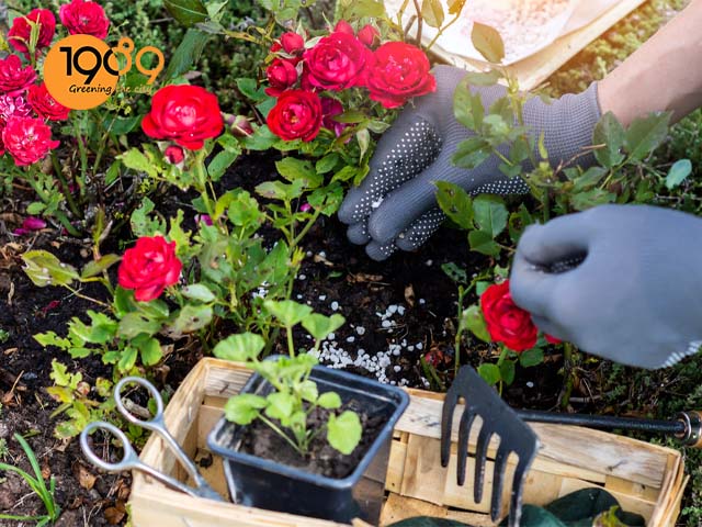 cách bón phân chăm sóc Hoa Hồng nở ra hoa đúng dịp tết