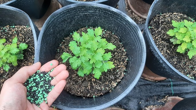 Hoa Cúc Mâm Xôi Trang Trí Tết - Đặc Điểm, Ý Nghĩa & Cách Chăm Sóc