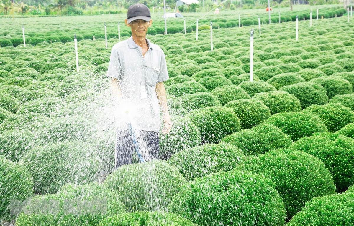 Hoa Cúc Mâm Xôi Trang Trí Tết - Đặc Điểm, Ý Nghĩa & Cách Chăm Sóc