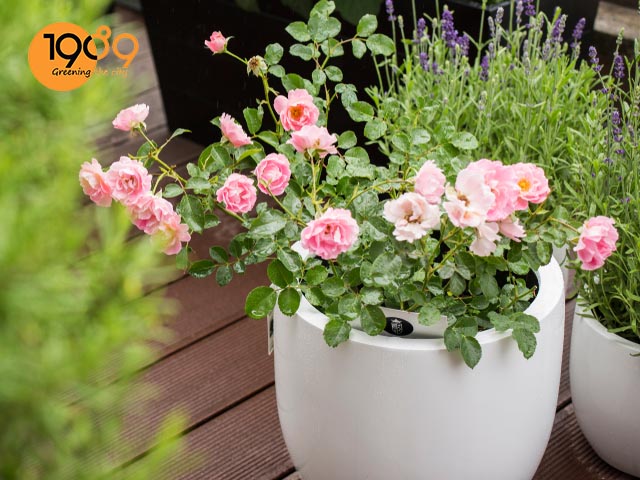 cách chăm sóc Hoa Hồng nở ra hoa đúng dịp tết 2022