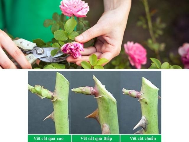 cách chăm sóc Hoa Hồng nở ra hoa đúng dịp tết âm lịch