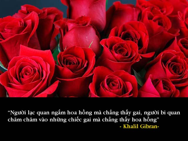 cách chăm sóc Hoa Hồng nở ra hoa đúng dịp tết cau noi hay