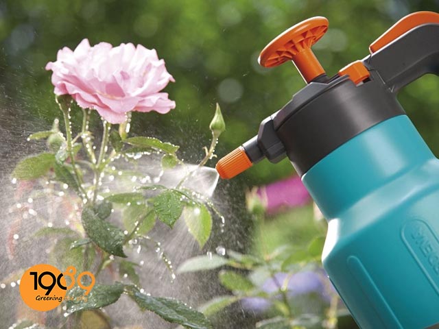 Mua Chậu Trồng Hoa Hồng Đẹp