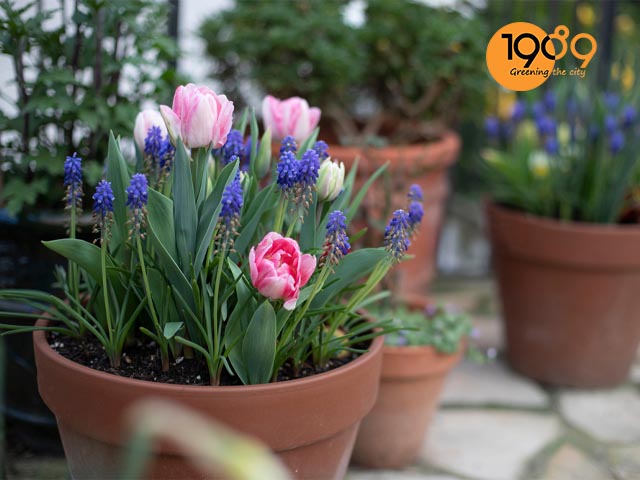 cách chăm sóc Hoa Hồng nở ra hoa đúng dịp tết