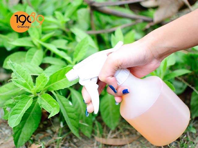 cách chế thảo mộc hữu cơ phun xịt sâu hại
