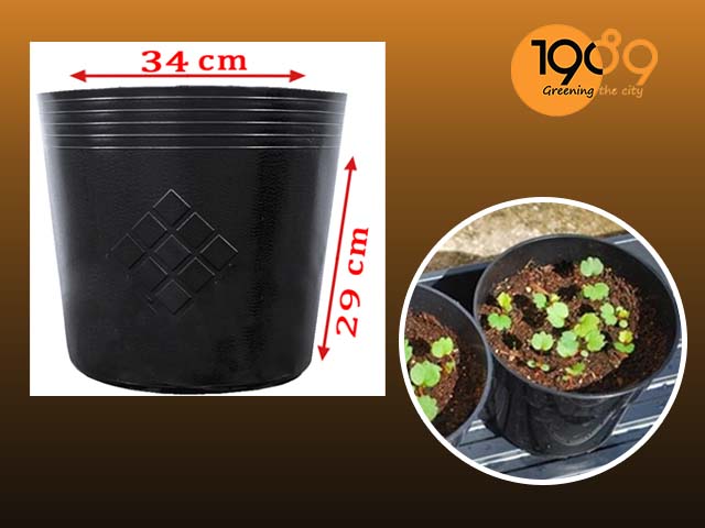 cách làm đất trồng cây dâu tây trong chậu cực dễ