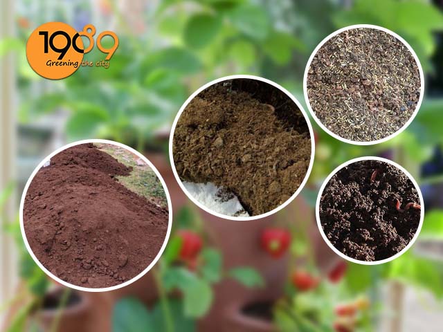 cách làm đất trồng cây dâu tây trong chậu hiệu quả