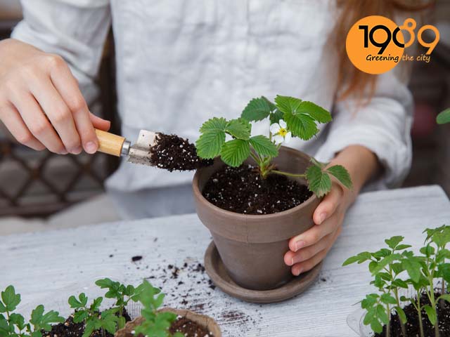 cách làm đất trồng cây dâu tây trong chậu từ đá perlite