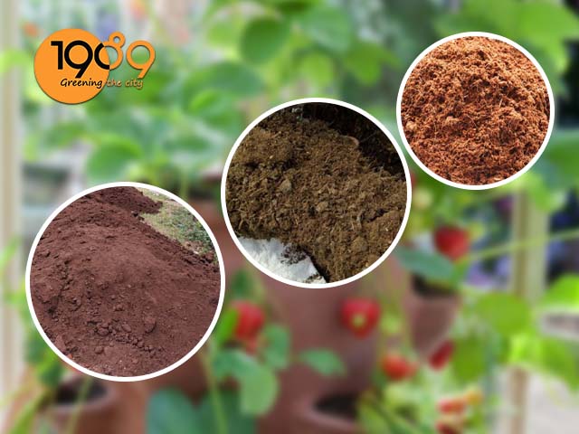 cách làm đất trồng cây dâu tây trong chậu từ đất thịt phân bò