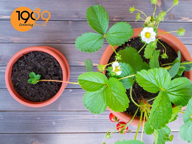 cách làm đất trồng dâu tây trong chậu