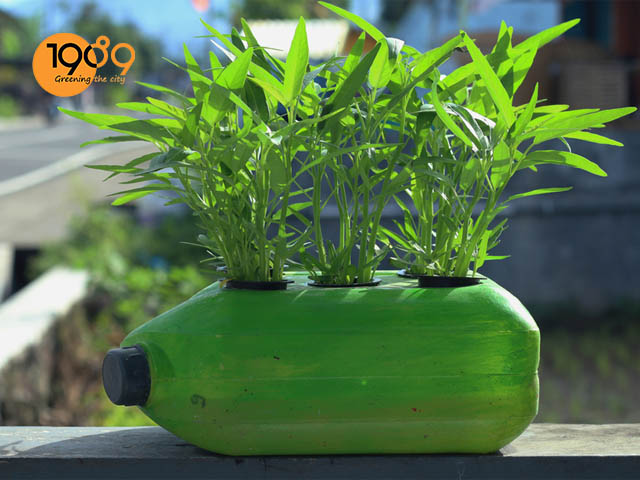 Kỹ thuật trồng rau Muống cạn tại nhà sạch và an toàn  Nuoitrong123