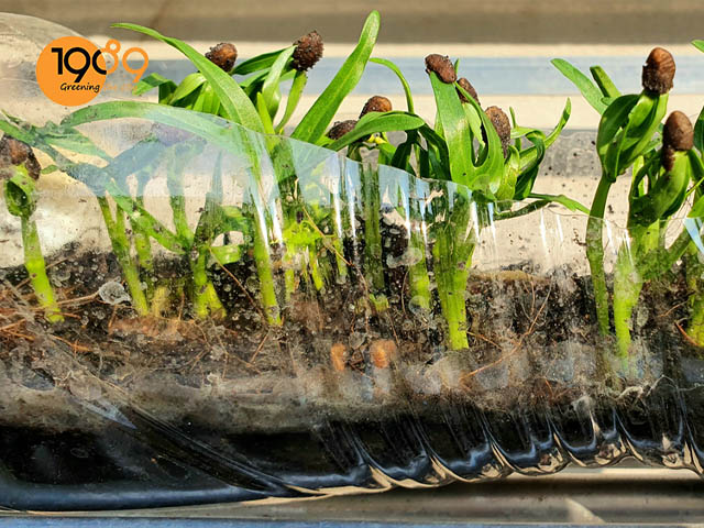 cách làm đất trồng rau muống và trồng rau muống bằng chai nhựa tiết kiệm