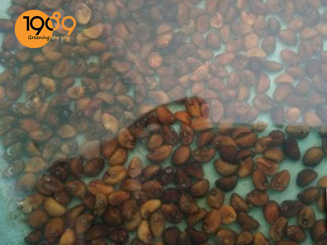 cách ngâm ủ hạt giống