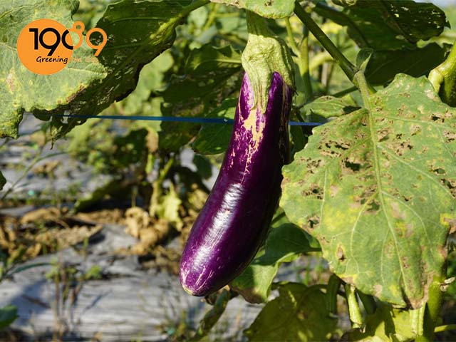 cách trồng cà tím trong chậu chất lượng