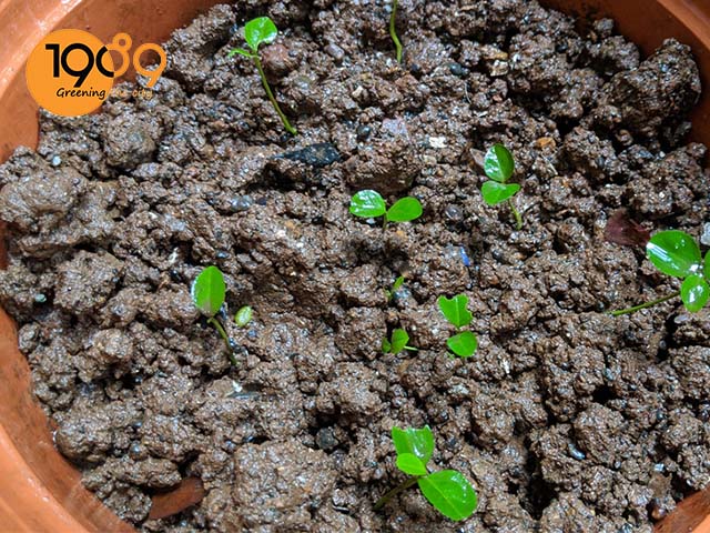 cách trồng cà tím trong chậu đơn giản dễ làm