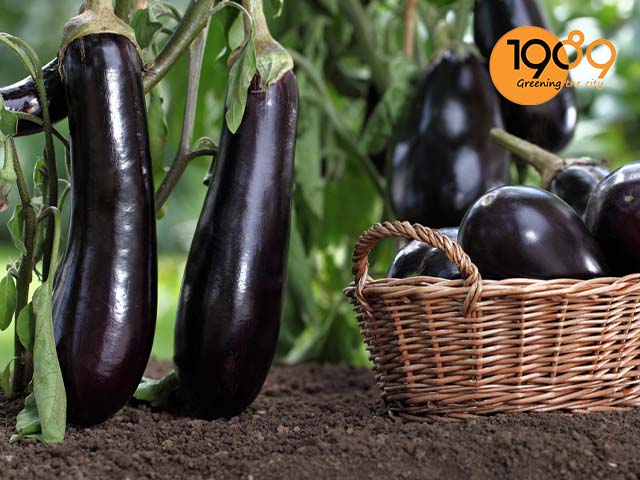 cách trồng cà tím trong chậu tại vườn