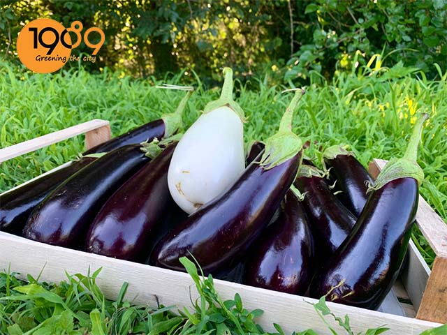 cách trồng cà tím trong chậu