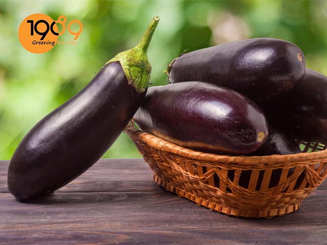 cách trồng cà tím trong thùng xốp tại gia