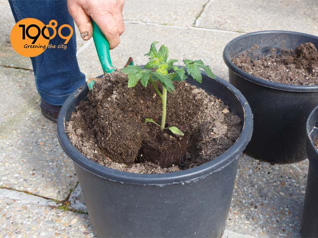 cách trồng cà tím trong thùng xốp