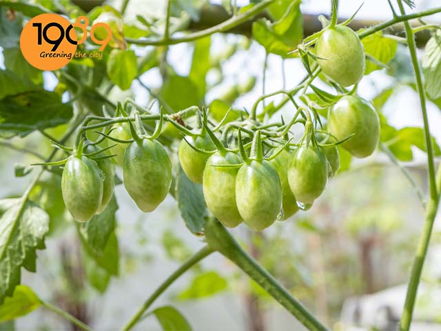 cách trồng cây cà chua bi bằng hạt trong thùng xốp.jpg