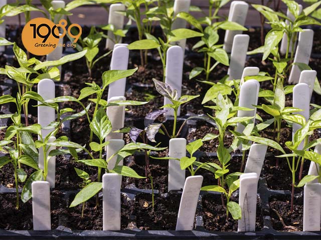 cách trồng cây ớt trong chậu tại nhà