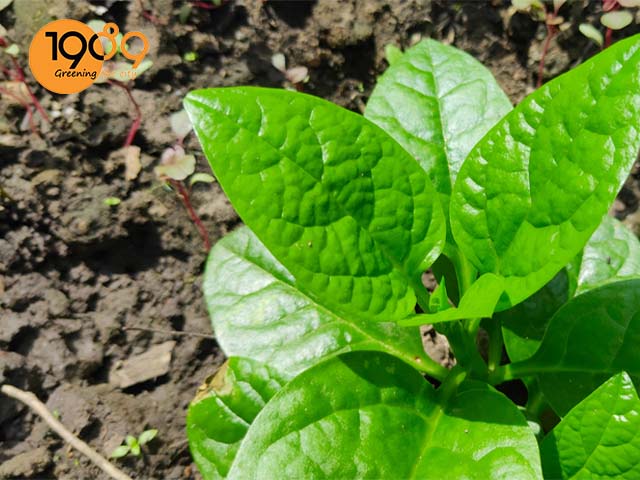 cách trồng mồng tơi dễ làm