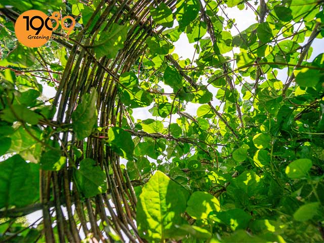 cách trồng mồng tơi leo giàn 3