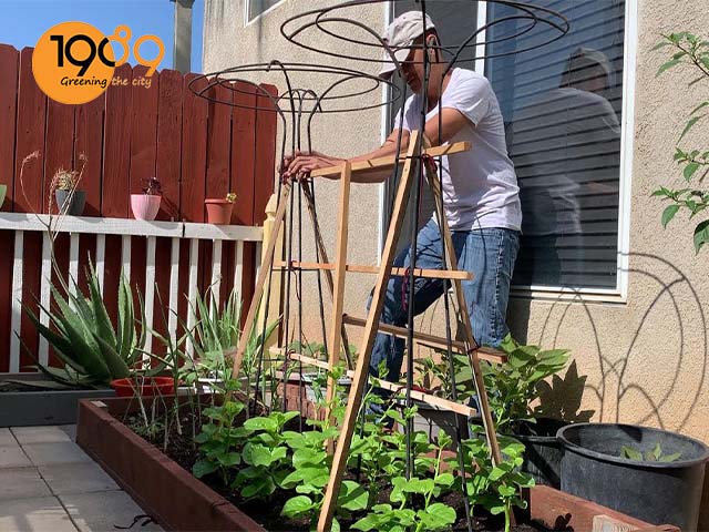 cách trồng mồng tơi leo giàn tại nhà