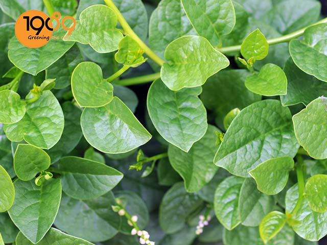 cách trồng mồng tơi leo giàn