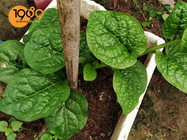 cách trồng ra lá mồng tơi to đẹp