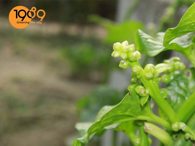 cách trồng rau sạch tại gia