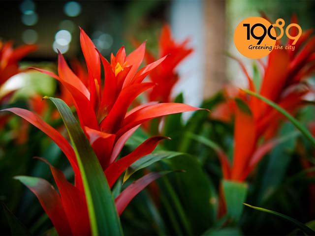 Cách trồng và chăm sóc cây dứa cảnh nến đỏ đẹp.jpg