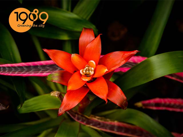 Cách trồng và chăm sóc cây dứa cảnh nến đỏ