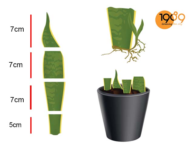 cách trồng và chăm sóc cây lưỡi hổ trong nhà