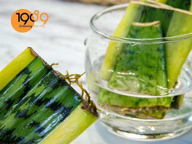 cách trồng và chăm sóc cây lưỡi hổ trong nước