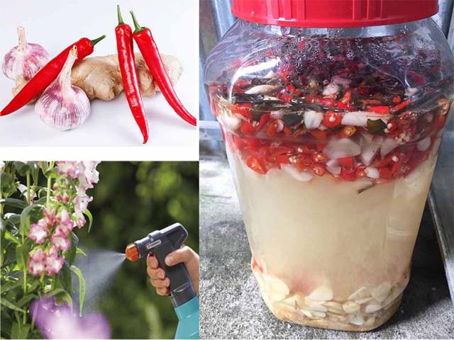 cách ủ dung dịch thảo mộc phun xịt sâu bệnh