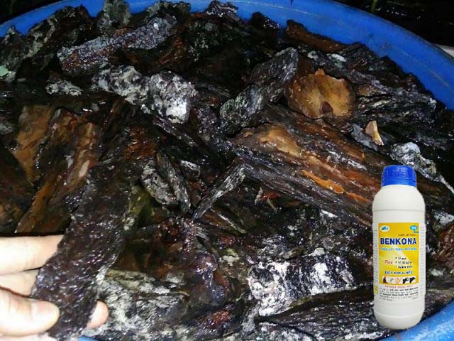 Cách Xử Lý Giá Thể Vỏ Thông Trồng Lan bằng benoka