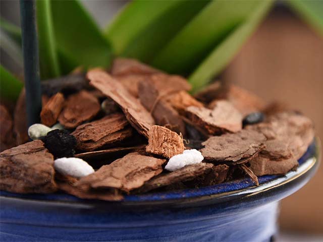 Cách Xử Lý Giá Thể Vỏ Thông Trồng Lan nhanh