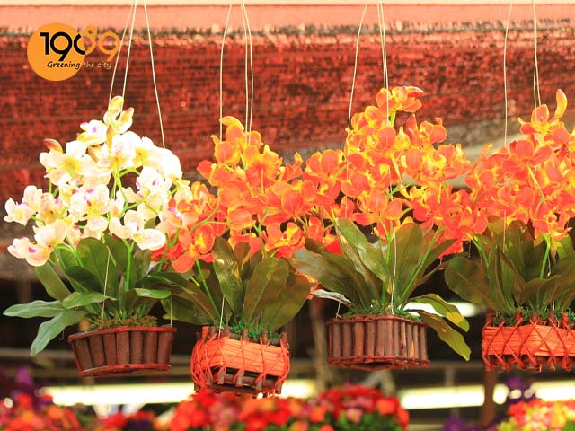cách xử lý hoa phong lan khi mới mua về